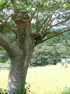 DSCF0671.JPG