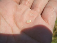 DSCF0674.JPG