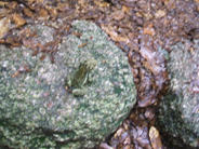 DSCF0692.JPG