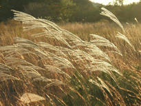 DSCF0925.JPG