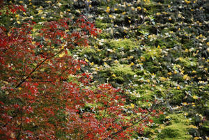 DSC_0172.JPG