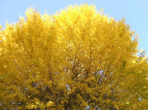 DSCF1137.JPG