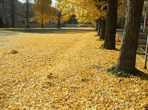 DSCF1139.JPG
