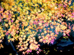 DSCF1167.JPG