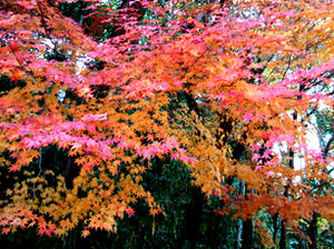 DSCF1168.JPG