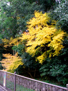 DSCF1172.JPG