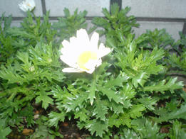 DSC01452.JPG