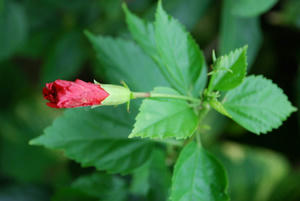 DSC_0350.JPG
