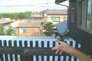 DSCF0100.JPG