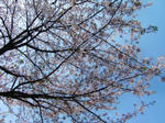 CIMG0094.JPG