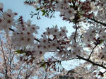 CIMG0098.JPG