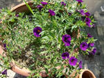 CIMG0224.JPG