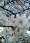 sakura.jpg