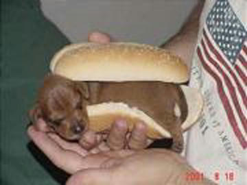 dog1.jpeg