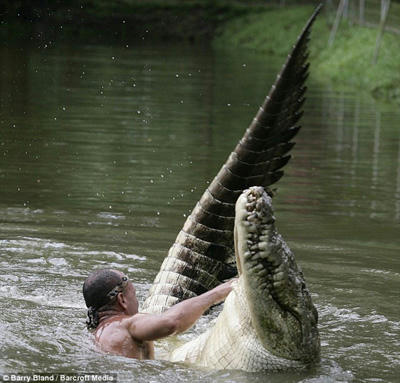 Crocodile_crazy2.jpg