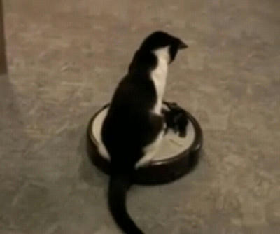 nyanko_1.jpg