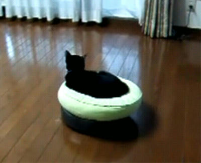 nyanko_2.jpg