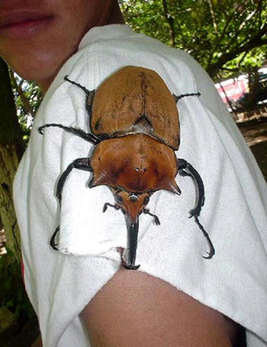 beetle.jpg