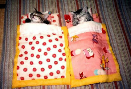 sleeping_cats.jpg