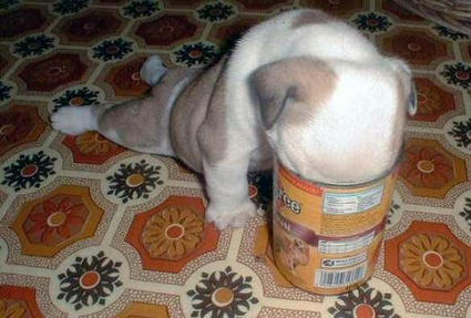 dog_food.jpeg
