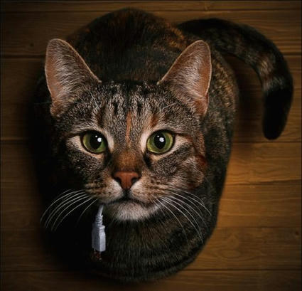 cat_pic.jpg