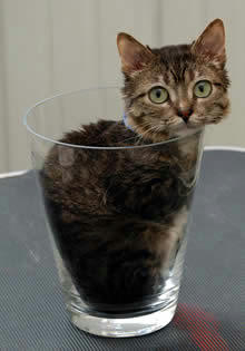 small_cat.jpg