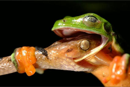 frog_vs_snake.jpg