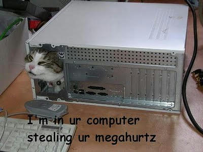 funny_cat_pictures_1.jpg