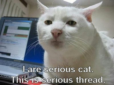 funny_cat_pictures_2.jpg