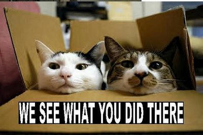 funnycatsgroup4.jpg