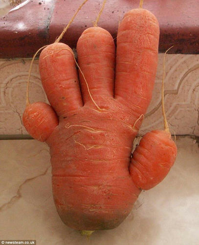 carrot.jpg