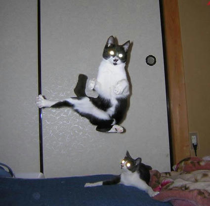Karate_Cat.jpg