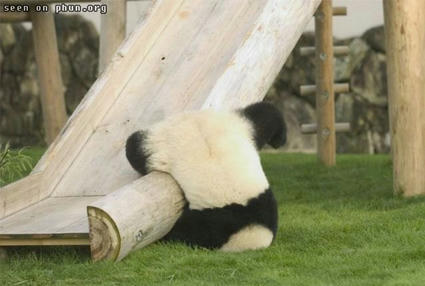 panda.jpg