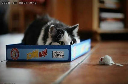 cat_phun_02.jpg