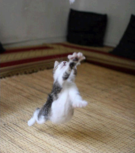 cat_fu.jpg