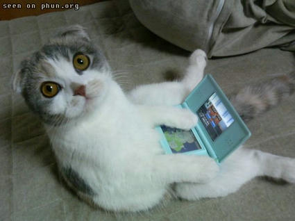 cat_play_game.jpg