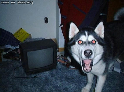 dog.jpg