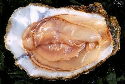 oyster.jpg