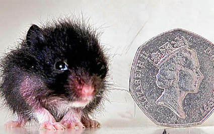2.5cm_hamster.jpg