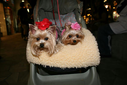 dogs_babycar.jpg