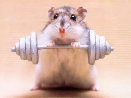HamsterLifter.jpg
