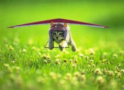 Kitty_Gliding.jpg