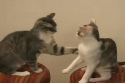 cats_fight.JPG