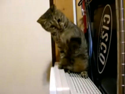tatakauneko.JPG