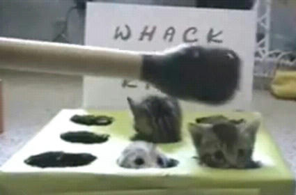 Whack_A_Kitty.JPG