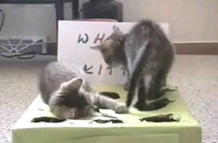 Whack_A_Kitty_2.JPG
