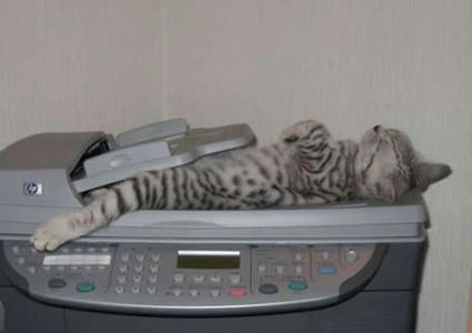Pussy_on_the_Copier.jpg
