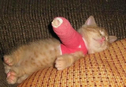 Cat_In_A_Cast.jpg