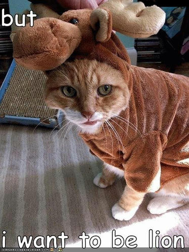 cat-wants-to-be-lion.jpg