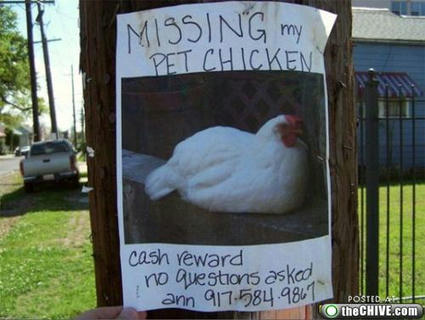 pet.jpg